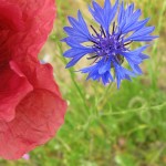 Mohn- & Kornblume © Thomas Lippert